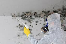 Reliable Kaplan, LA Mold Removal Services Solutions